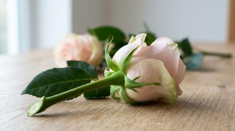 Свежесть букета: что смотреть у прилавка и что — на пороге