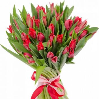 Красные тюльпаны 25 шт (артикул - 12180o)